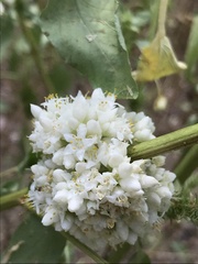 Cuscuta umbellata
