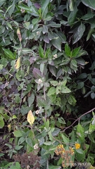 Alternanthera porrigens