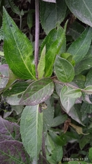 Alternanthera porrigens