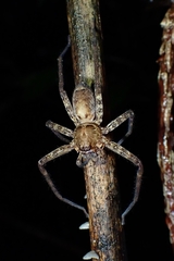 Heteropoda amphora
