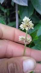 Alternanthera porrigens