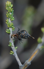 Aspalathus ramosissima