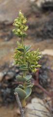 Tetraena prismatocarpa
