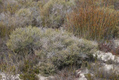 Aspalathus ramosissima