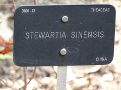 Stewartia sinensis