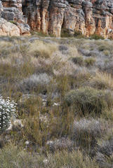 Aspalathus ramosissima