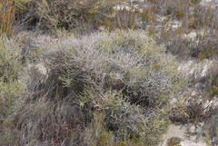 Aspalathus ramosissima
