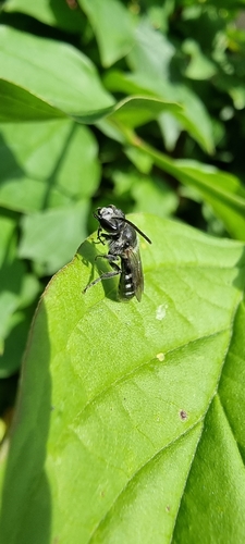 Ashy Furrow Bee, 6708 LM Wageningen, Netherlands, photo 4 of 10