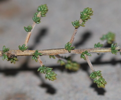 Aspalathus ramosissima