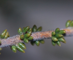 Aspalathus ramosissima