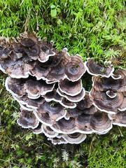 Phellodon tomentosus