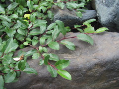 Salix kazbekensis