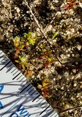 Crassula decumbens