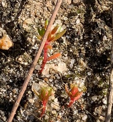Crassula decumbens