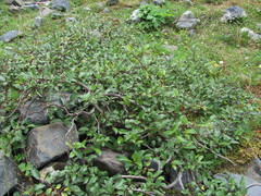Salix kazbekensis