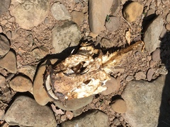Pylodictis olivaris