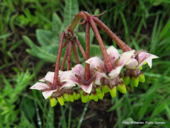 Asclepias albens