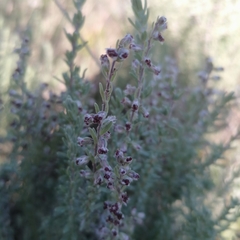 Eriocephalus racemosus