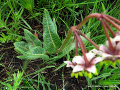 Asclepias albens