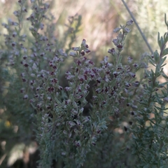 Eriocephalus racemosus