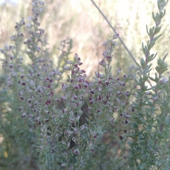 Eriocephalus racemosus