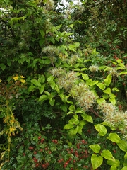 Clematis vitalba