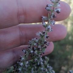 Eriocephalus racemosus