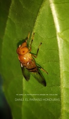 Copestylum tympanitis