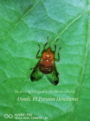 Copestylum tympanitis