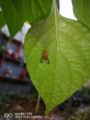 Copestylum tympanitis