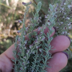 Eriocephalus racemosus