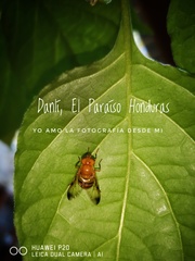 Copestylum tympanitis