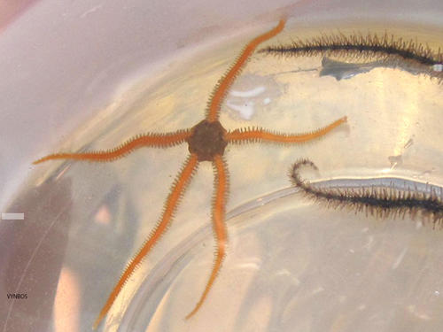 Amphiura (Amphiura) capensis