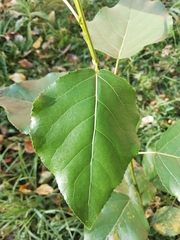 Populus × sibirica