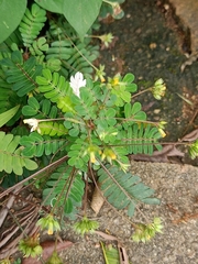 Biophytum sensitivum