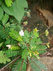 Biophytum sensitivum
