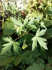 Geranium sibiricum