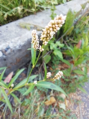 Persicaria maculosa