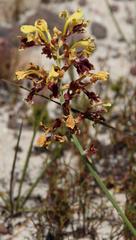 Tritoniopsis parviflora parviflora