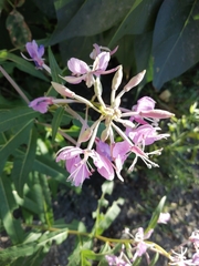 Chamaenerion angustifolium