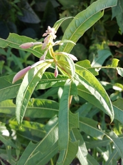 Chamaenerion angustifolium