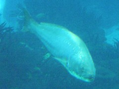 Argyrosomus
