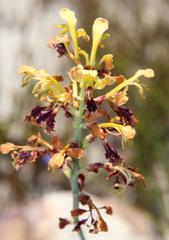 Tritoniopsis parviflora parviflora