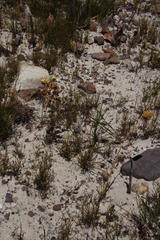 Tritoniopsis parviflora parviflora