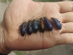 Carabus excellens