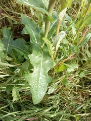 Sonchus arvensis