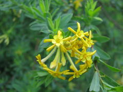 Englerodaphne pilosa