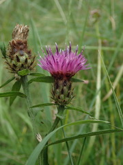 Centaurea debeauxii