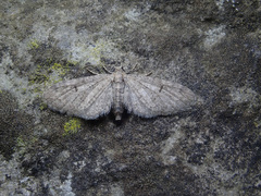 Eupithecia ultimaria