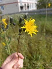 Sonchus arvensis